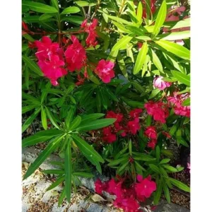 4 Live Plants Oleander Red Plant Oleander Flowers Plant Red Blooming Flowers Oleander Plant Oleander Shurb Plant Hardy Oleander Plant, Size 4 Inc Pot,Ready to Grow