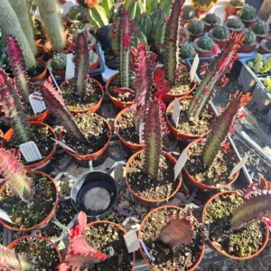 Euphorbia Trigona Rubra - Green Lucky Plant - 4in Pot