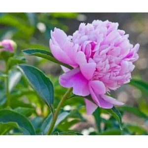 Light Pink Peony Bulb - Double Peonies Roots, Bareroot, 1 Root 2-3 Eyes