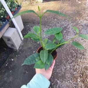 Hoya Multiflora Shooting Star - Flowering Houseplant - 4in Pot