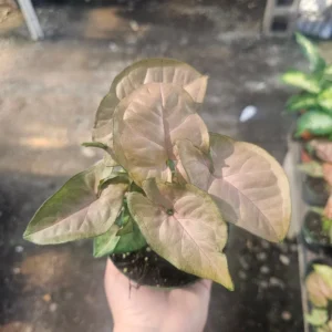 Syngonium Regina Red - Arrowhead Vine - 4in Pot - Vibrant Foliage