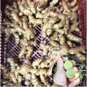 1 Lb Fresh Turmeric Roots - Organic Live Rhizomes for Planting