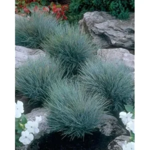 2 Live Blue Fescue Grass Plants - 4 to 6 Inches Tall - Hardy Ornamental Grass