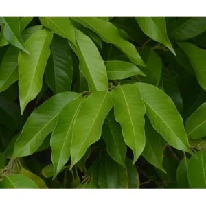 White Champaca Live Plant - Magnolia Champaca - 1 to 2 Feet Tall - Fragrant Flowering Tree - Gallon Pot