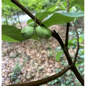 Pawpaw Tree Seedlings - 6 to 12 Inch Bare Root - Hardy and Fast-Growing