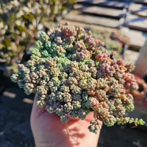 Sedum dasyphyllum - 2in Pot - Drought-Tolerant Hardy Succulent