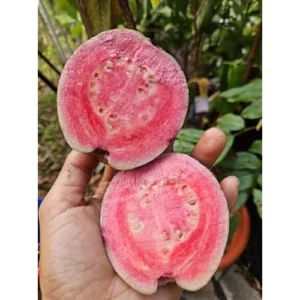 2 Live Guava Pink Tree - Sweet Fruit, 6-8 Inch Tall, Potted