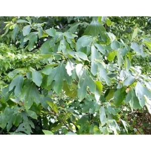 2 Sassafras Tree Seedlings - 18 to 24 Inch Bare Root - Hardy & Fast-Growing