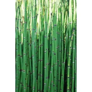 15 Horsetail Reed Plants Cuttings - Green Equisetum Hyemale - 12 Inch Stems - Unrooted
