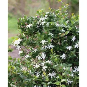 Angel Wings Jasmine Plant - 1 Feet Tall - Fragrant White Jasmine Vine