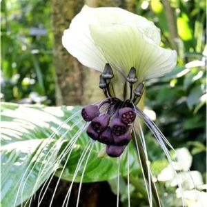 Live White Bat Flower Plant - 4-Inch - Exotic Orchid Variety