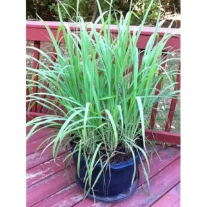 Fresh Lemongrass Plants - Pack of 5 Live Well Rooted 5-7 Inch Tall