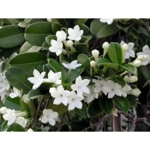 Madagascar Jasmine Plant - 1 to 2 Feet Tall, White Flowers, Gallon Pot