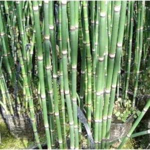 15 Horsetail Reed Plants Cuttings - Green Equisetum Hyemale - 12 Inch Stems - Unrooted