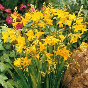 25 George Davidson Crocosmia Bulbs - Montbretia Corns Top Size 8-10 cm