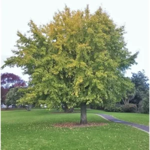 Ginkgo Biloba Tree - Hardy Maidenhair Tree - 12 to 18 Inch Bare Root