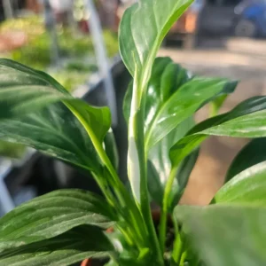 Peace Lily Spathiphyllum - Flowering Houseplant - 4in Pot - Air-Purifying