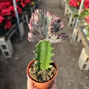 Grafted Euphorbia lactea cristata - Pink Coral Cactus - Crested - 3in Pot