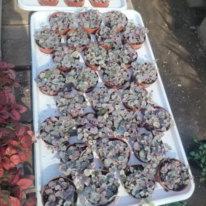 Variegated String of Hearts - Rare Trailing Succulent - 2in Pots