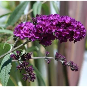 Black Knight Butterfly Bush Live Plant 4-6