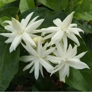 Set of 2 Double Star Jasmine Plants 4-6 Inch White Blooming Jasmine Bush - Jasmine Belle of India