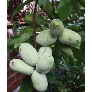 Pawpaw Tree Seedlings - 6 to 12 Inch Bare Root - Hardy and Fast-Growing