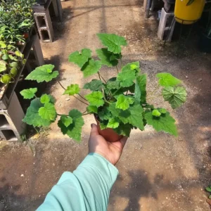 Piggyback Plant - 4in Potted - Lush Green Indoor Plant - Tolmiea menziesii