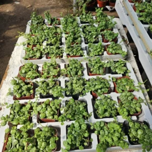 String of Turtles - Peperomia Prostrata - Live Succulent Hanging Plant - 3in Pot