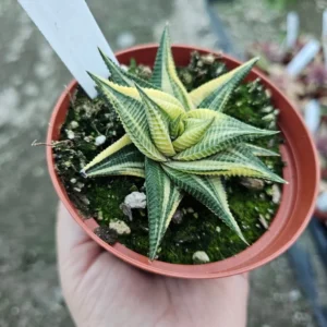 Haworthia limifolia Variegata - 4in Pot - Unique Succulent