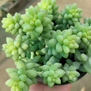 Donkey Tail Succulent Trailing Sedum 2in Pot - Easy-Care Hanging Plant