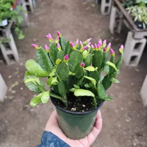 Pink Spring Cactus - Rhipsalidopsis gaertneri - Easter Cactus - Rooted Cuting