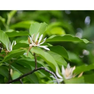 White Champaca Live Plant - 2 to 3 Feet - Magnolia Champaca in 3 Gallon Pot