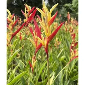 Heliconia Psittacorum Live Plants - 2 Red Yellow Rhizomes - Well Rooted 4-8 Inch