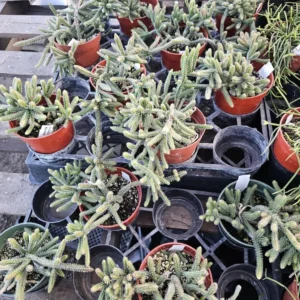 Rhipsalis Horrida Mouse Tail Cactus - 1 Unrooted Cutting - Rare Tropical Cactus