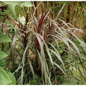 Black Fountain Grass Plant, 5-8 Inches Tall, Ornamental Grass, Ready to Grow