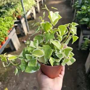 Variegated Wax Ivy - Trailing Houseplant - 2in Pot - Live Plant