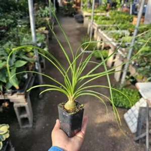 Pony Tail Palm - Beaucarnea Recurvata - 2in Pot - Low Maintenance Plant