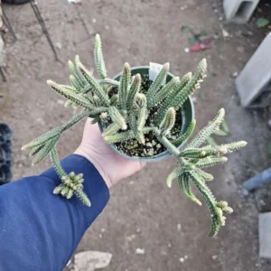 Rhipsalis Horrida Mouse Tail Cactus - 1 Unrooted Cutting - Rare Tropical Cactus