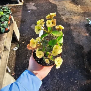 Yellow Crown of Thorns - Euphorbia Milii - 4in Pot - Drought Tolerant