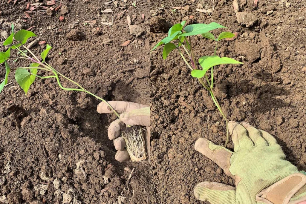 planting Okinawa Sweet Potato Slips