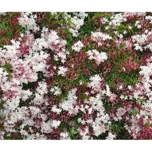 Pink Jasmine Plant - Jasmine Vine - 3 to 4 Feet Tall - 3 Gallon Pot - Fragrant