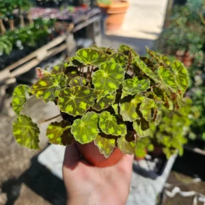 Begonia Tiger Paws - Rare Begonia - 4in Pot - Unique Foliage Plant