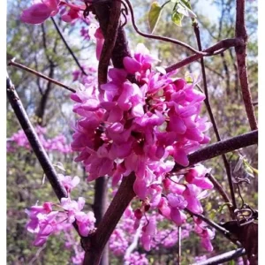 3 Eastern Redbud Trees - 12 to 18 Inch Bare Root, Hardy Redbud Plant, Pink Purple Flowers