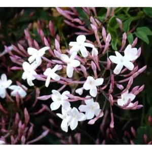 Pink Jasmine Plant - Jasmine Vine - 3 to 4 Feet Tall - 3 Gallon Pot - Fragrant