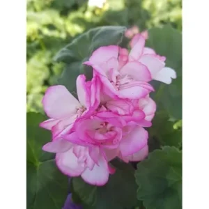 Live Geranium Plant - 4-6 Inches - Hardy & Fragrant - Strawberry Variety