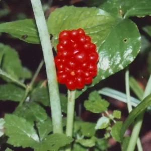 Jack-In-The-Pulpit Bulbs - 5 Indian Turnip Arisaema triphyllum - Shade Loving