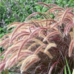 2 Live Red Purple Fountain Grass in 6 Inch Pot, Purple Ornamental Grass, 8 to 12 Inch Tall, Ready to Grow