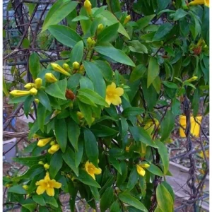 Carolina Jasmine Vine Plant - 1 to 2 Feet Tall - Yellow Fragrant Climbing Bush
