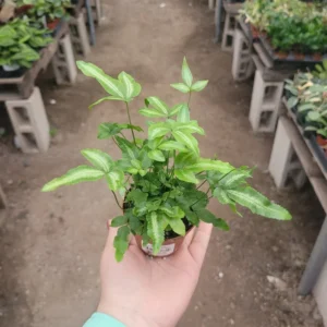 Ribbon Fern 2 Inch Pot - Pteris cretica albolineata - Indoor Low Maintenance Plantc