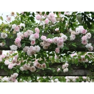 Light Pink Climbing Rose Plant - 1 to 2 Feet Tall - Perennial Shrub